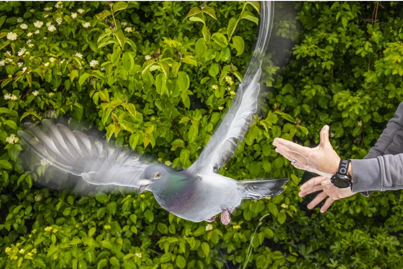 „Holubi se orientují pomocí magnetických senzorů v játrech“.(Foto: Christian Ziegler / Max Planck Institute)  