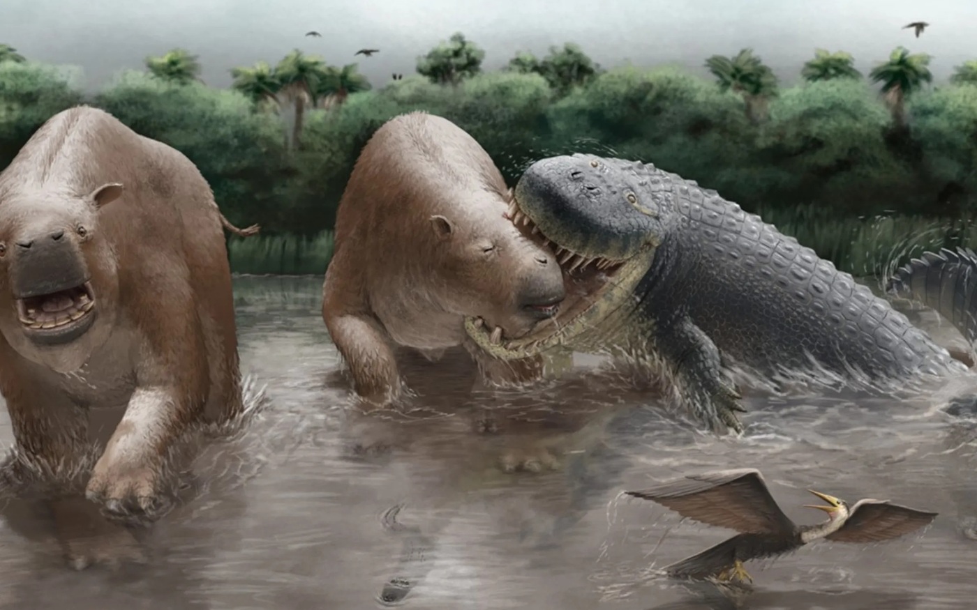 Purussaurus v akci. Kredit: Miguel Hernandez.