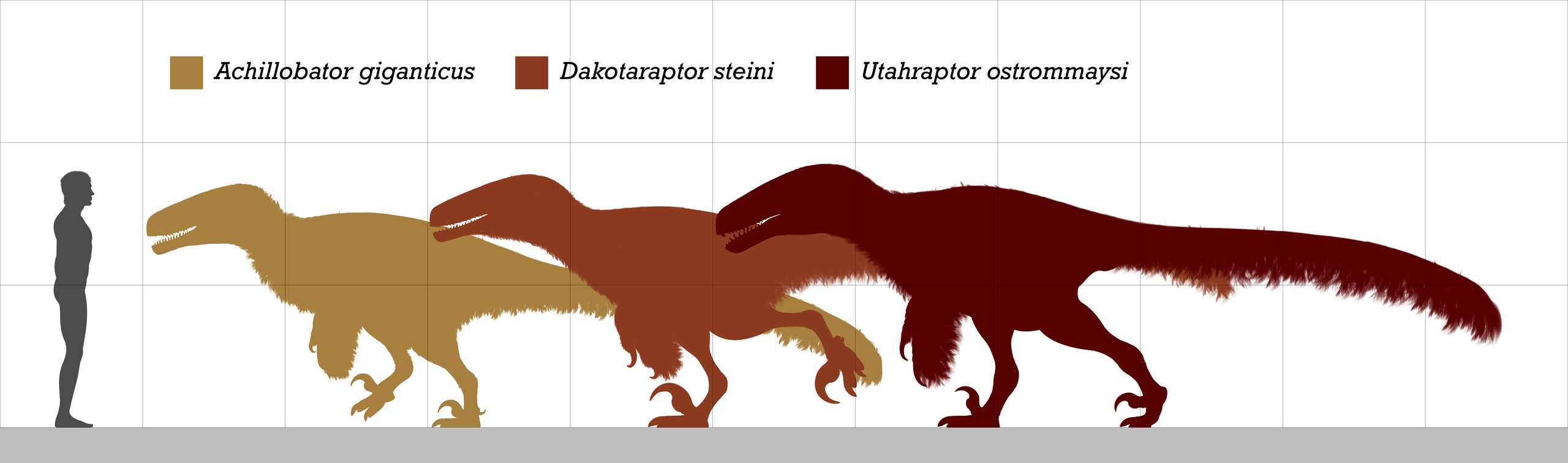 Pokud je dakotaraptor formálně platným taxonem a skutečným zástupcem čeledi Dromaeosauridae, pak nepochybně patří k největším známým zástupcům této čeledi. Jediným dnes známým ještě větším druhem je geologicky mnohem starší Utahraptor ostrommaysi (na