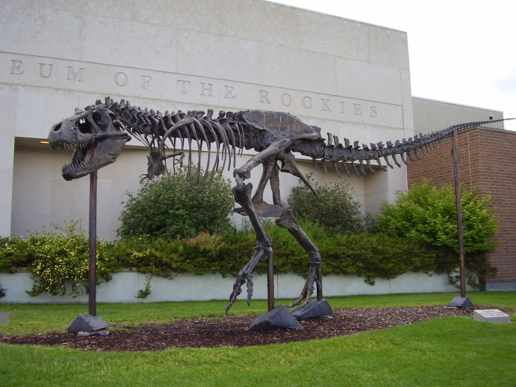Replika kostry menĹˇĂ­ho jedince tyranosaura, znĂˇmĂˇ jako â€žBig Mikeâ€ś. Od roku 2001 je umĂ­stÄ›na pĹ™ed vchodem do budovy univerzitnĂ­ho muzea Museum of the Rockies v Bozemanu (Montana, USA). VlastnĂ­ snĂ­mek autora, ÄŤervenec 2009.
