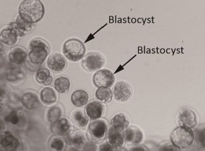 Embrya se ve vesmĂ­ru vyvĂ­jela bez znĂˇmek poĹˇkozenĂ­. VÄ›dci z toho vyvozujĂ­, Ĺľe tÄ›hotenstvĂ­ na obÄ›ĹľnĂ© drĂˇze by nemÄ›lo bĂ˝t problĂ©m. Kredit: Xinhua