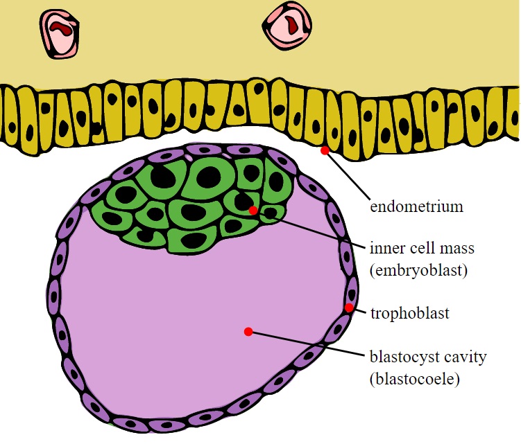 Rané embryo ještě nezanořené do děložní sliznice (endometria) žlutě. Buňky trofoblastu (budoucí placenty) jsou fialové. Buňky embryoblastu „vlastního embrya“ jsou uvnitř. Pro potřeby prenatalní diagnostiky jsou si buňky trofoblastu i embryoblastu rov