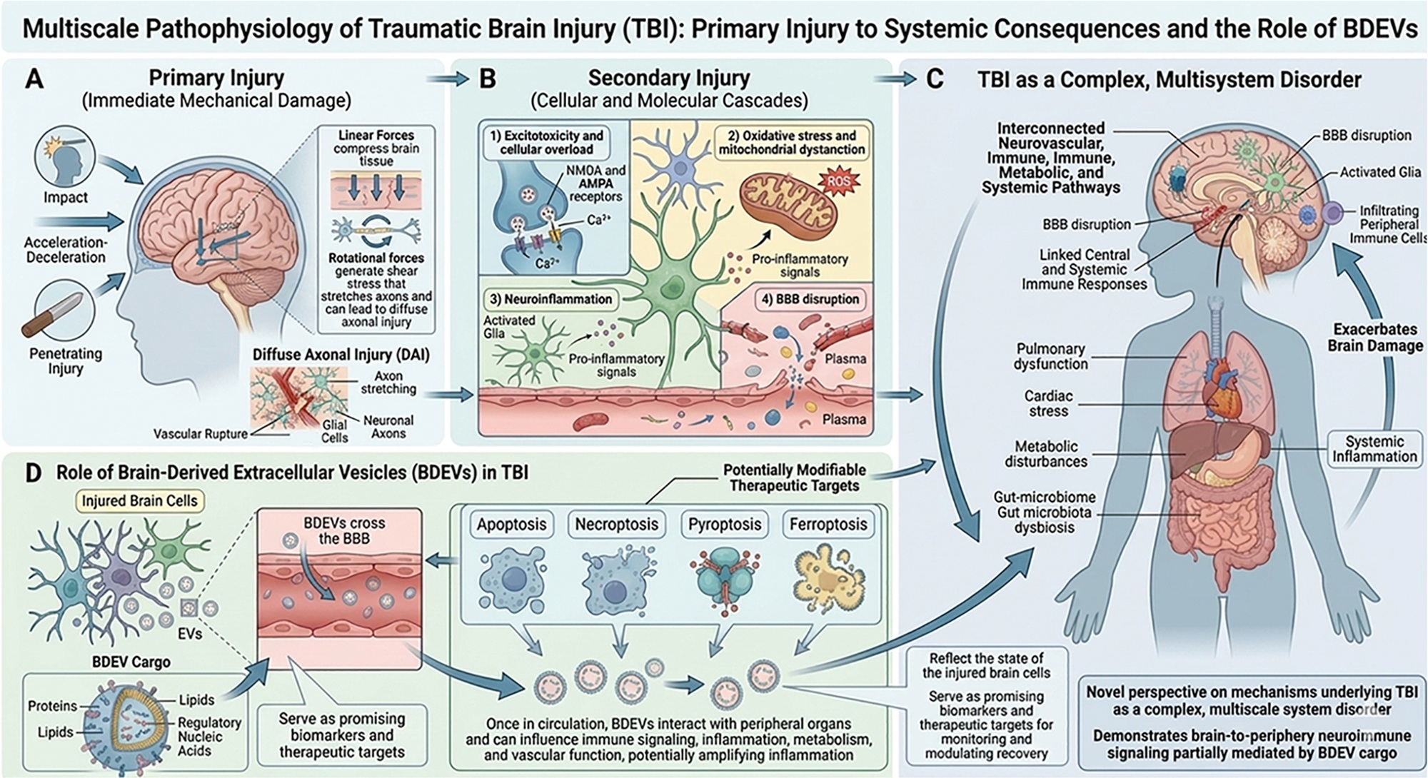Traumatické poranění mozku (TBI) jako komplexní multisystémové onemocnění a role difúzních axonálních poranění (BDEV). Zdroj:  Ye Xiong, et al.:  Mesenchymal stromal/stem cell-derived extracellular vesicles as a cell-free therapeutic strategy for tra