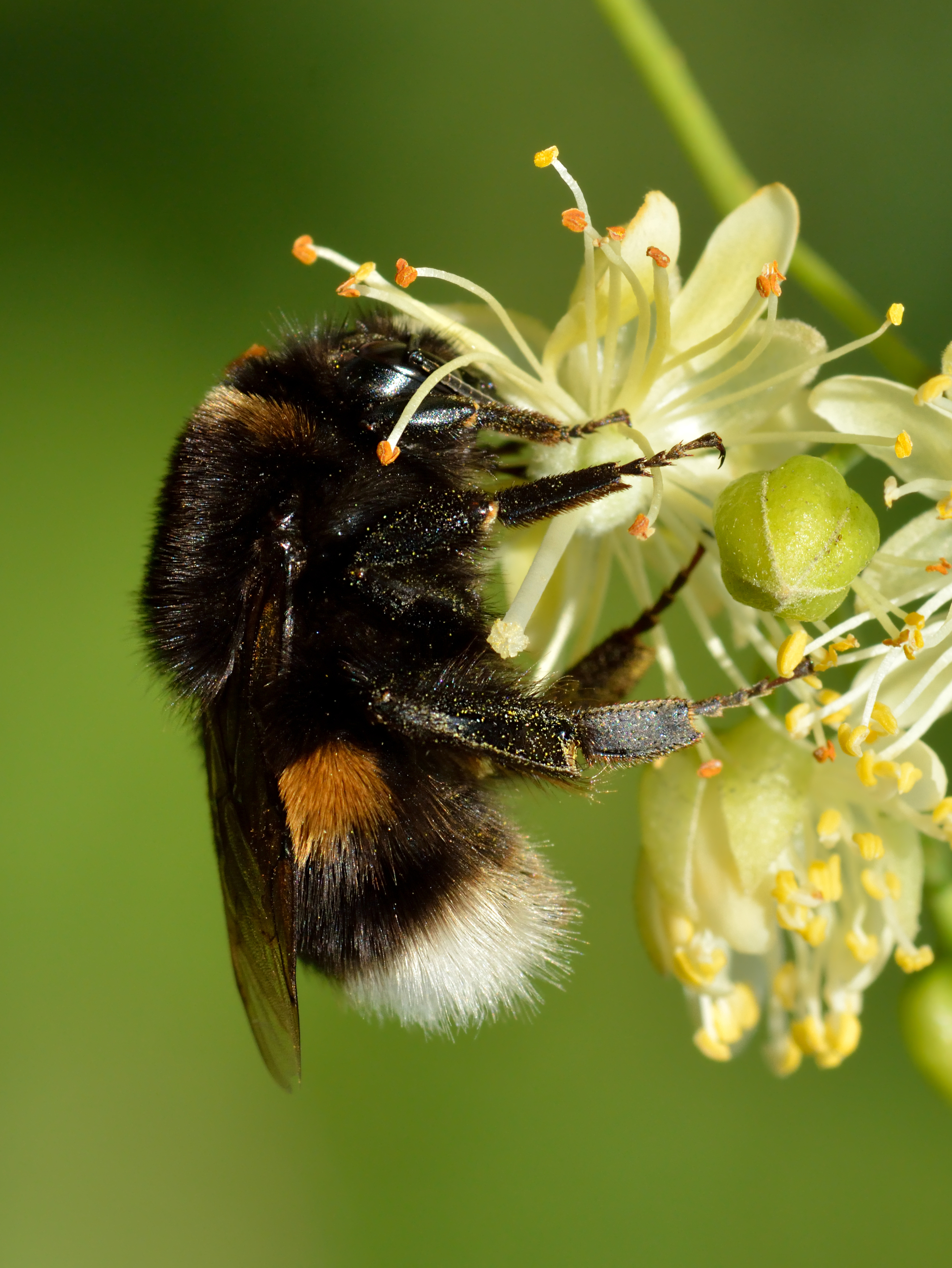 Čmelák zemní (Bombus terrestris L.) je v Evropě nejhojnějším a největším druhem rodu čmelák. Patří mezi první jarní opylovače ovocných stromů a v České republice je chráněným druhem.  Foto: Ivar Leidus, Wikipedia, CC BY-SA 4.0