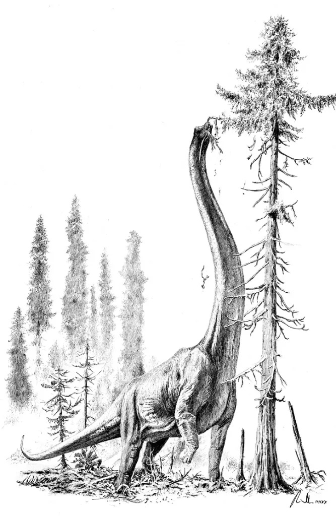 Brachiosauři byli býložravci stavění „na výšku“. Vzhledem ke své anatomii představovali nepochybně nejvyšší živočichy ve svých ekosystémech a patří také k nejvyšším živočichům, kteří kdy kráčeli po souších naší planety. Samotný rod Brachiosaurus prav
