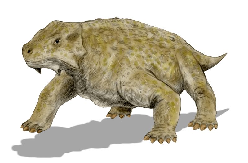 Bradysaurus se klimaticky nestabilnĂ­mu prostĹ™edĂ­ ÄŤelit zavrtĂˇvĂˇnĂ­m se do pĂ­sku nenauÄŤil a tak vyhynul. (Kredit: Nobu Tamura, Wikipedia)
