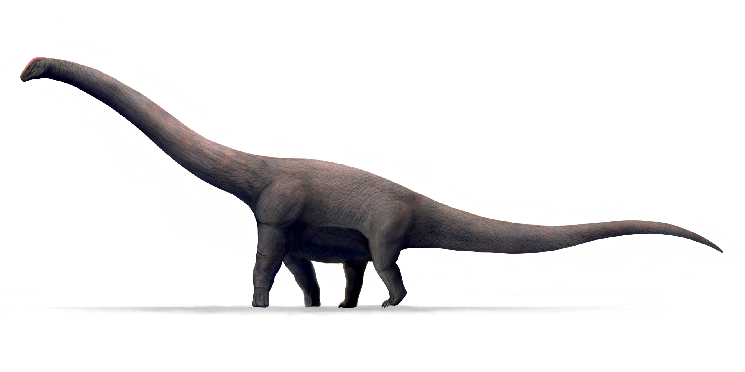 Přibližná podoba obřího indického sauropoda druhu Bruhathkayosaurus matleyi, potenciálně největšího suchozemského tvora, kterého známe. Mohl ale skutečně dosahovat délky až 45 metrů a hmotnosti kolem 130 tun? Zatím to s jistotou nevíme. Kredit: Ansh 