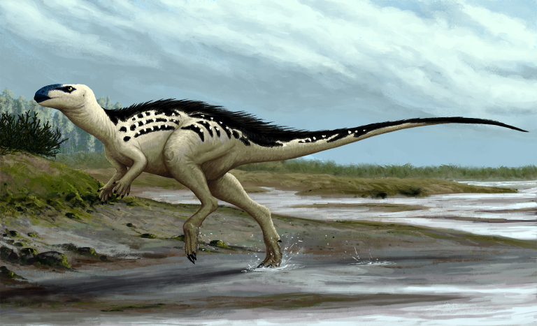 Rekonstrukce přibližného vzezření prvního pojmenovaného českého dinosaura. Burianosaurus augustai byl středně velký ornitopod, který obýval ostrovní prostředí v okolí dnešní Kutné Hory před 94 miliony let. Kredit: Edyta Felcyn, (CC BY-ND 4.0)