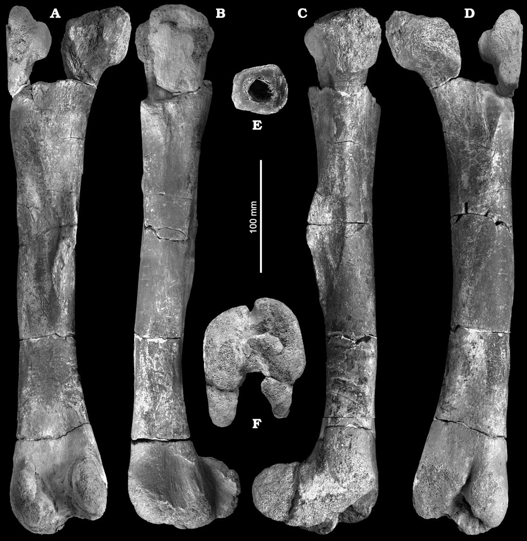 Zachované fosilie burianosaura v podobě levé stehenní kosti o délce asi 40 cm a několika dalších kostních fragmentů. Podle nového výzkumu patřily zástupci vývojově primitivní větve ornitopodních dinosaurů. Kredit: Fejfar et al. (2005), Wikipedie (CC 