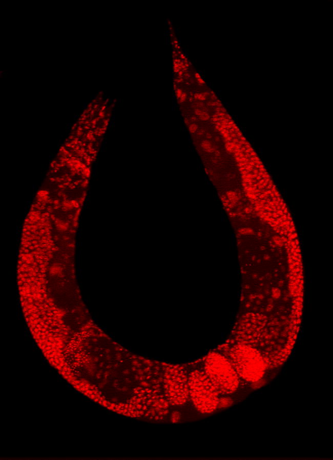 Háďátko obecné. Kredit: PLoS Biol 3(1): e30.