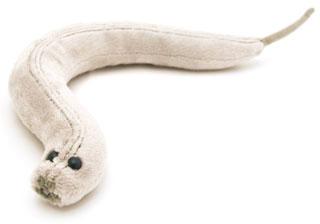 C. elegans jako ĂşspÄ›ĹˇnĂ˝ ponikatelskĂ˝ zĂˇmÄ›r. ElegantnĂ­ dĂˇrek pĹ™ijde na 9,95 dolarĹŻ. (Kredit: Giant microbes) http://www.giantmicrobes.com/us/products/celegans.html