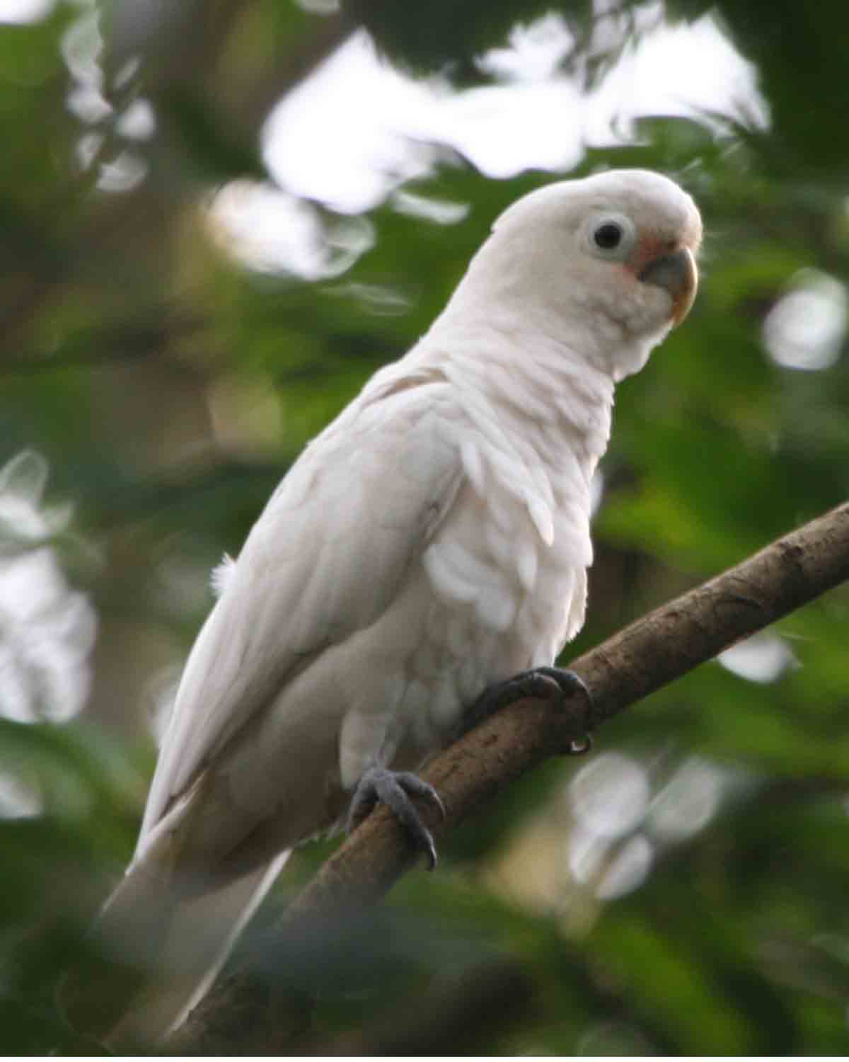 Kakadu goffinĹŻv (Cacatua goffiniana)Â je doma v souostrovĂ­ Tanimbar v blĂ­zkosti NovĂ© Guineje. Ze vĹˇech papouĹˇkĹŻ Ĺľije asi nejdĂ©le, ĂşdajnÄ› aĹľ okolo 110 let. MoĹľnĂˇ proto, Ĺľe umĂ­ ekonomicky myslet).  (Kredit: Lip Kee Yap, CC BY-SA 2.0, Wi