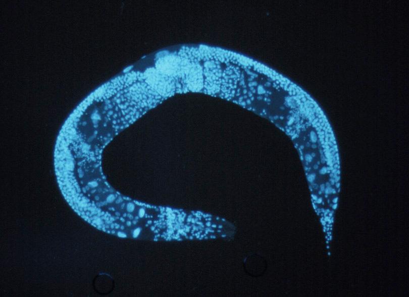 Háďátko obecné (Caenorhabditis elegans).
