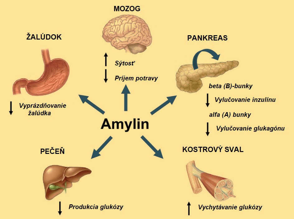 Fyziologické účinky amylínu. (Zdroj: Dra. Anna Novials,  Diabetes No 91,2025)