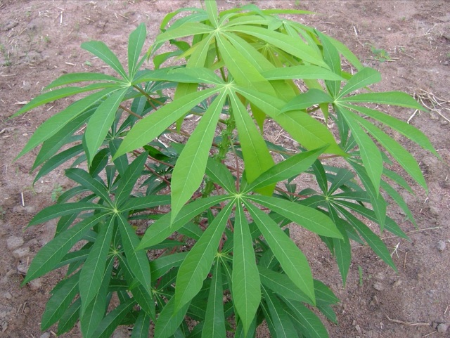 List manioku - Hořké kultivary s vyšším obsahem kyanogenních glykosidů odolávají lépe suchu. Kredit: Wikipedia CC BY-NC-ND 3.0
