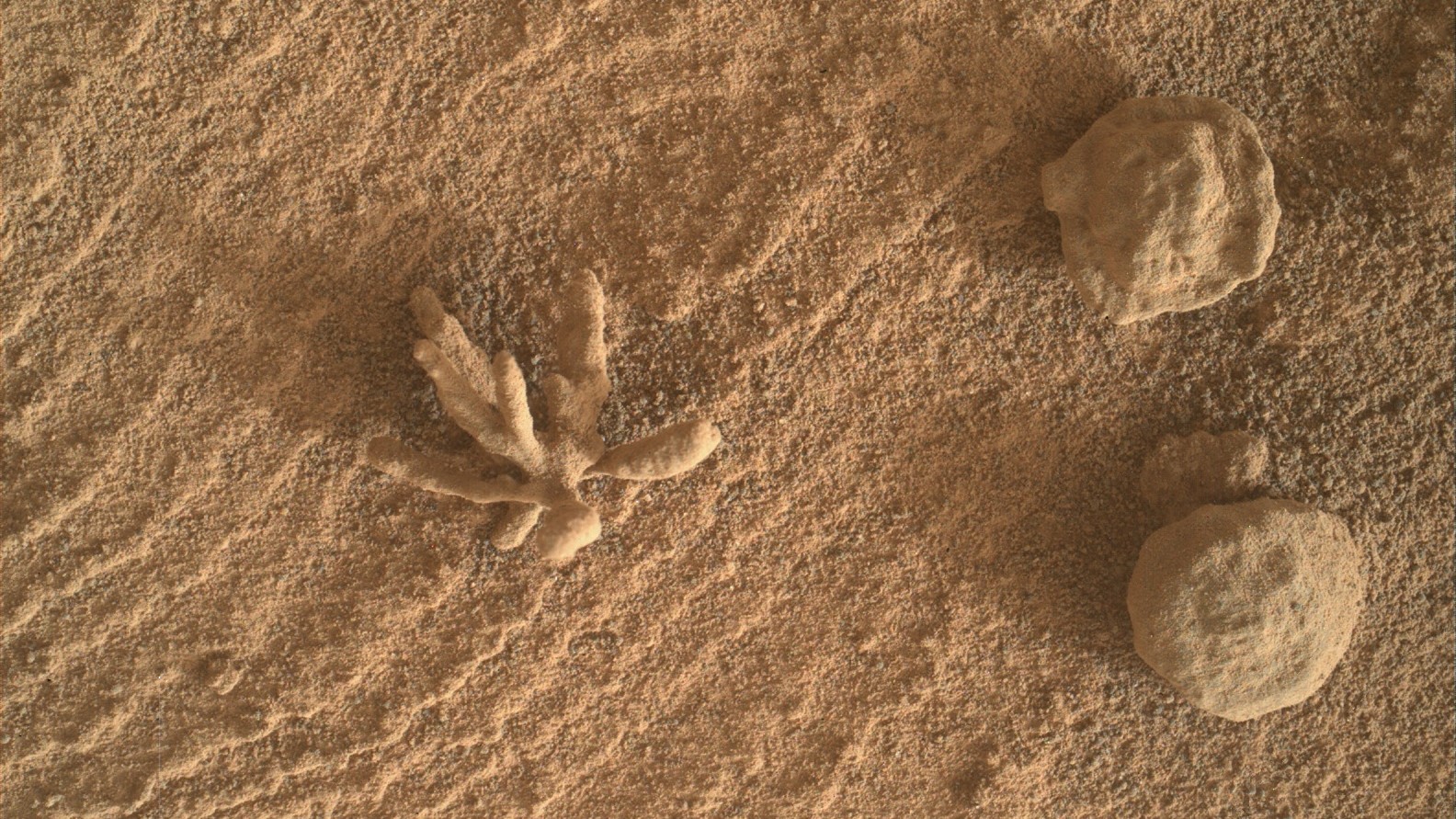 „Korál“ na snímku Curiosity z roku 2022. Kredit: NASA/JPL-Caltech/MSSS.