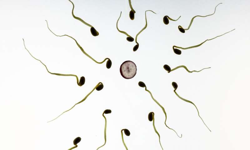 Lidská vajíčka mají nějaký „šestý smysl“, jímž sperma některým mužům upřednostňují a jiným odmítají.
