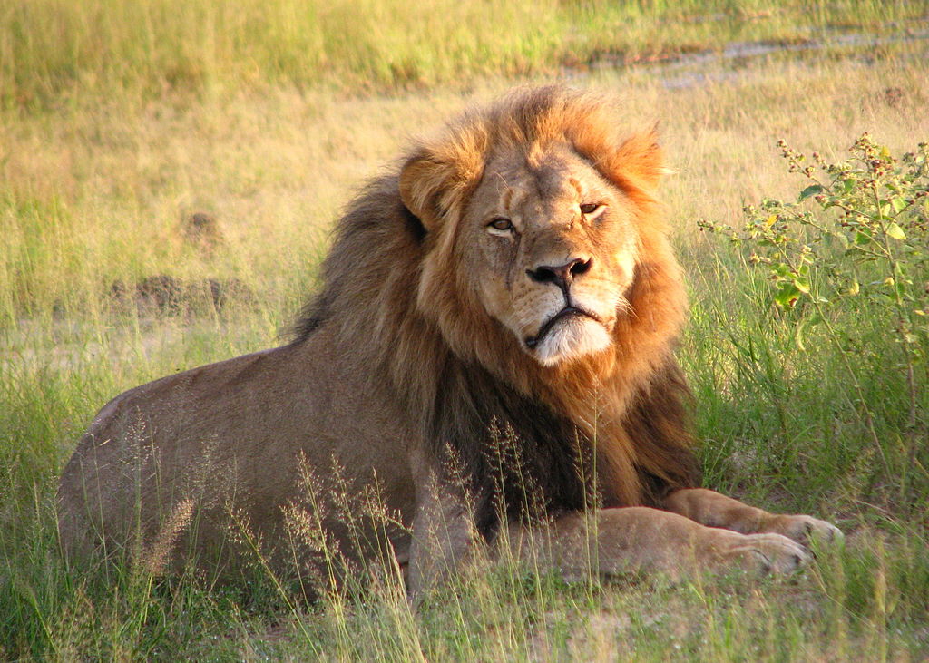 Lev Cecil, jehož zabití lovcem vyvolalo velké kontroverze. Kredit: Daughter#3 / Wikimedia Commons.