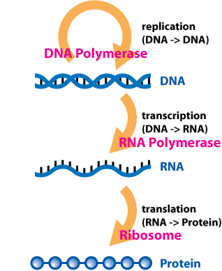 Cesta od DNA k expresi proteinů je základem ústředního dogmatu biologie. Kredit: Dhorspool, CC BY-SA 3.0