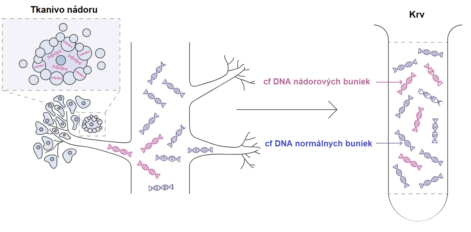 DNA, uvoľnená z nádorových buniek do krvi, sa stáva dostupnou pre analýzu. Zdroj: Galleri, Kredit: GRAIL.