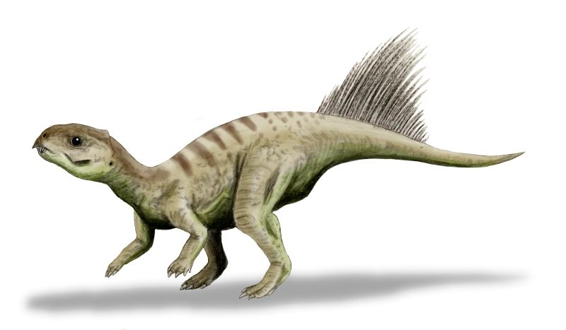 Přibližná rekonstrukce vzezření druhu Chaoyangsaurus youngi. Tito malí, vývojově velmi primitivní zástupci kladu Ceratopsia žili na území současné severovýchodní Číny v období svrchní jury, asi před 150 miliony let. S celkovou délkou těla asi 60 až 1