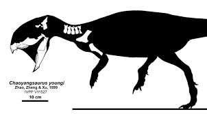 Silueta těla a znázornění dochovaných fosilních částí kostry chaoyangsaura. Dosud byly objeveny pouze fosilie přední části jeho kostry, takže přesné rozměry, tvar trupu, zadních končetin a ocasu nebo případný pokryv těla zůstávají velkou neznámou. Te