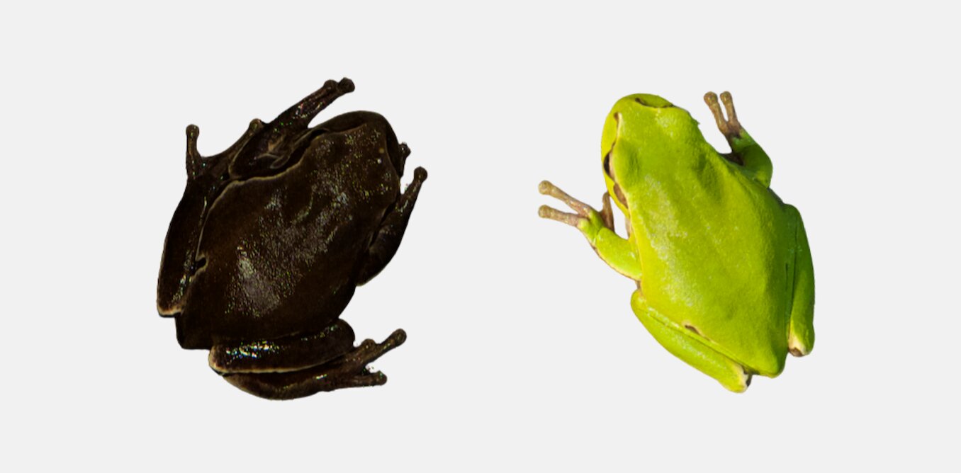 Vlevo temná rosnička, vpravo běžná zelená. Kredit: Germán Orizaola/Pablo Burraco, CC BY.