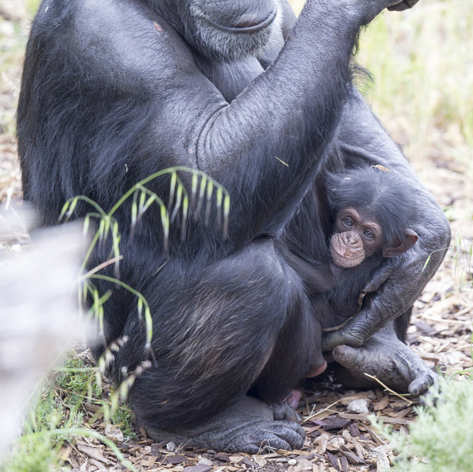 Od prvnĂ­ chvĂ­le, kdy si adoptivnĂ­ Ĺˇimpanzice Zombi vzala kojence do nĂˇruÄŤĂ­, mazlila se s nĂ­m, jako by byl jejĂ­ vlastnĂ­. (Kredit: Monarto ZOO)