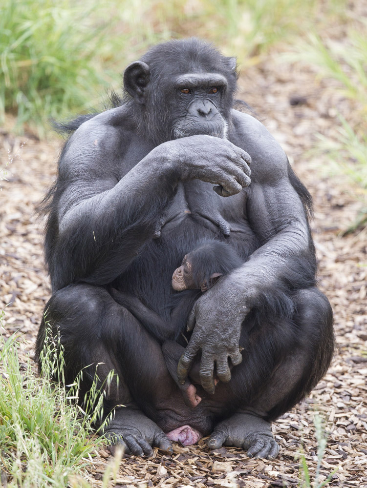 Asi za mÄ›sĂ­c by mÄ›la Zombi porodit vlastnĂ­ho potomka.  (Kredit: Monarto ZOO)