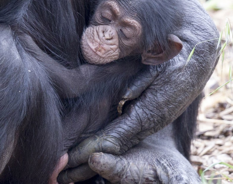 V australskĂ© ZOO nedaleko Adelaide se narodil 9. Ĺ™Ă­jna ĹˇimanzĂ­ mlĂˇdÄ›. ProtoĹľe osiĹ™elo, ujala se ho â€žkolegynÄ›â€ś.