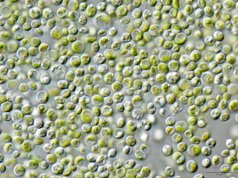 Chlorella vulgaris. Kredit: NEON_ja / Wikimedia Commons.
