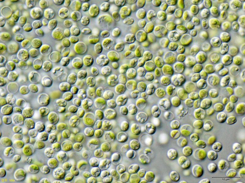 Chlorella vulgaris. Kredit: NEON_ja / Wikimedia Commons.