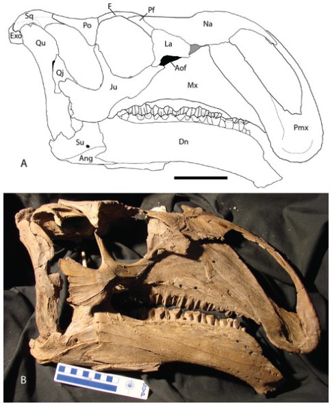 Lebka hadrosauroidního ornitopoda druhu Choyrodon barsboldii. Spolu s dalšími fosilními fragmenty byla objevena ve spodnokřídových vrstvách na území mongolské Gobi. Tito býložraví dinosauři žili před více než 100 miliony let a patřili ke středně velk