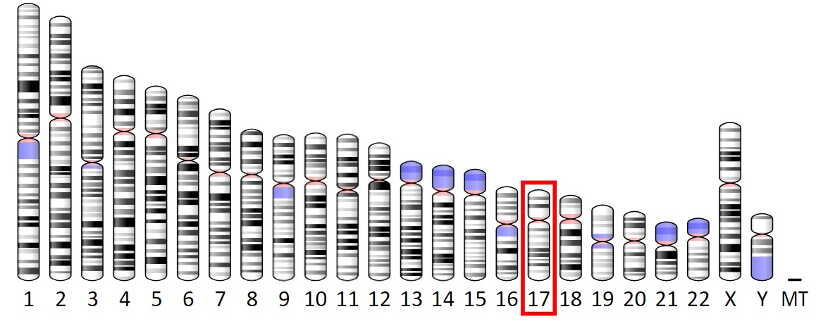 Adresa genu pro MPO: Chromozom č. 17.