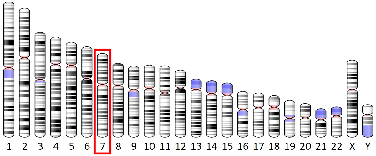 U člověka má produkci proteinu IGFBP1 pod palcem gen na sedmém chromozomu.