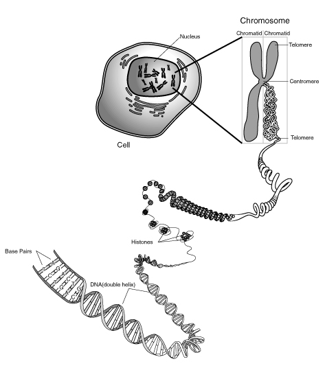Spiralizace chromozomu.PĹ™ed dÄ›lenĂ­m buĹ?ky se vlĂˇkno zaÄŤne smotĂˇvat do spirĂˇly a ta se sklĂˇdĂˇ do struktur vyĹˇĹˇĂ­ch Ĺ™ĂˇdĹŻ, vznikĂˇ chromozom.