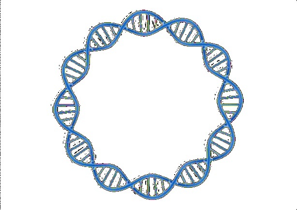Schéma kruhové RNA (circRNA). Kredit: Geneethic.