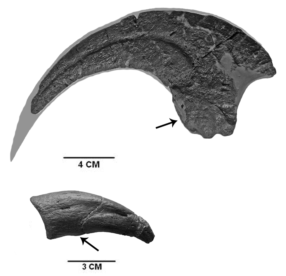 Fosilie „srpovitého“ drápu, typického pro dromeosauridní teropody (nahoře, níže se nachází snímek jednoho z „běžných“ drápů na prstu dolní končetiny). Celkový průměr srpovitého drápu činí 16 cm, po vnějším okraji je to ale celých 24 cm. U živého dino