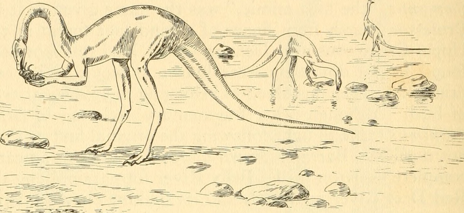 Zástupci skupiny Ornithomimidae byli jedněmi z prvních neptačích dinosaurů, u nichž paleontologové již na počátku 20. století začali předpokládat štíhlé a poněkud „elegantnější“ tělesné proporce. Přesto je stále většinou považovali za neobvykle adapt