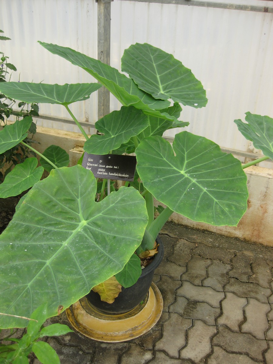 Kolokázie jedlá (Colocasia gigantea) alias Thajské sloní ucho, nebo také taro. Jednoděložná rostlina z čeledi árónovité. Také ona podle vědců bezproblémově snáší  aplikaci nanočástic do listového pletiva. Její velké listy mají být předzvěstí praktick