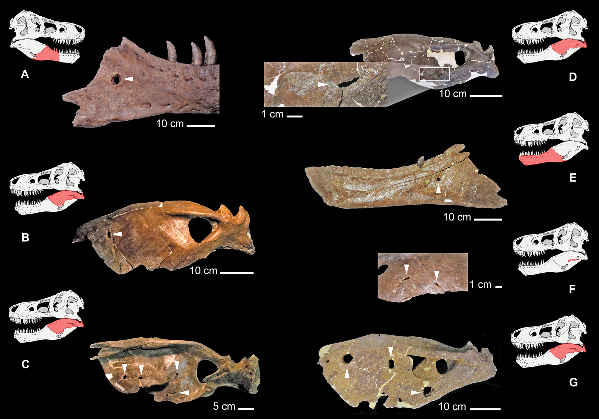 Výrazné kruhovité léze identifikované na čelistech různých tyranosauridů, včetně holotypu druhu T. rex CMNH 9380 (A), jedince MOR 1125 (E) a MOR 980 (G) a dále jedinců druhu Albertosaurus sarcophagus (D) a Daspletosaurus torosus (B, C, F). Agresivní 