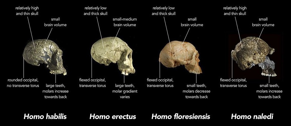 PorovnĂˇnĂ­ lebek Homo habilis, H. erectus, H. floresiensis, H. naledi. Kredit: Chris Stringer / Natural History Museum.