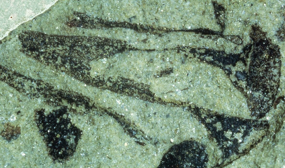 Cooksonia pertoni. Fosilie má na výšku jen asi 12 mm. Pochází z vrstvy typu „Pridoli“. Lze si ji nyní prohlédnout v Národním muzeu ve Walesu. Kredit:  Diane Edwards