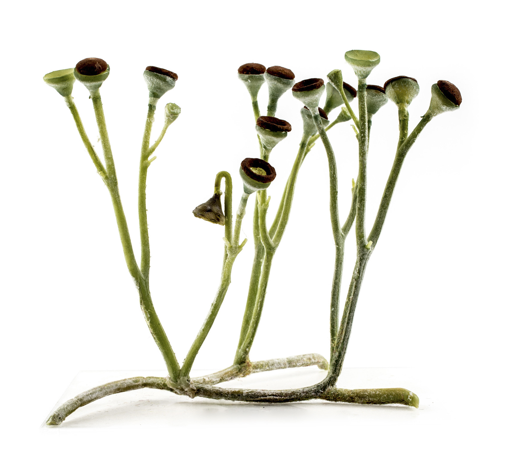 Průduchy měla již Cooksonia - nejjednodušší cévnatá rostlina. Její větvené stonky jsou zakončeny kulovitými výtrusnicemi. Rekonstrukce rostliny je z dílny Matteo De Stefano/MUSE  Science Museum of Trento. Wikimedia Italia.