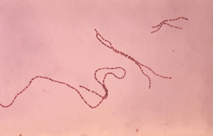 Coprococcus eutactus – jeden  z „ochranářů před ionizujícícm zářením“, jmenovaný v publikaci, náleží k anaerobním bakteriím střevního traktu. Náleží do čeleďi Lachnospiraceae a řadí se ke klostridiím. (Zdroj: http://eol.org/data_objects/3602616, Wiki