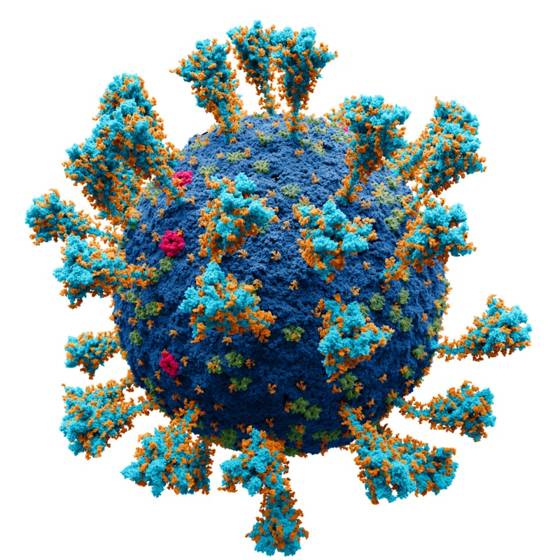 Vědecky přesný atomový model vnější struktury SARS-CoV-2. Každá „kulička“ představuje jeden atom. Modře povrchová membrana. Tyrkysově – spike Sglykoprotein, Karmínově E-protein. Zeleně – M protein. Oranžově – glukóza.  Alexey Solodovnikov a Valeria A
