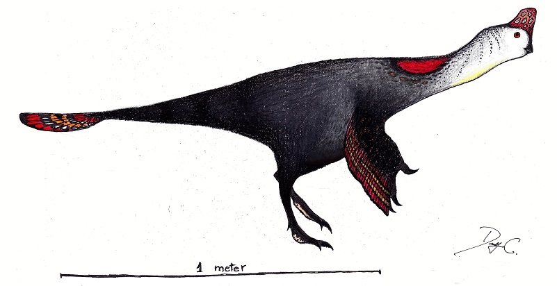 Přibližná představa podoby korytoraptora s prominentními „křídly“, ocasním „vějířem“ a nápadným lebečním hřebínkem. Podobně zřejmě vypadali i mnozí další oviraptoridi. Do značné míry by nám tak připomínali současné velké nelétavé ptáky. Kredit: Danny