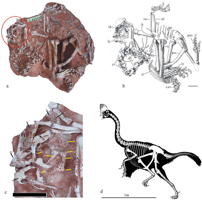 Skeletální diagram a snímky fosilie korytoraptora z popisné vědecké studie. Je patrné, že se dochoval téměř kompletní exemplář, a to ve velmi dobrém stavu. Tento teropod byl tvarem těla i velikostí značně podobný současnému kasuárovi přilbovému (Casu