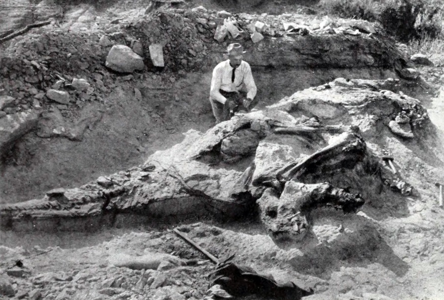Vykopávky holotypu kachnozobého dinosaura druhu Corythosaurus casuarius. Právě podle tohoto typového exempláře jsou určováni a systematicky zařazováni všichni další fosilní jedinci korytosaurů. Budoucí hvězda expozice Amerického přírodovědeckého muze