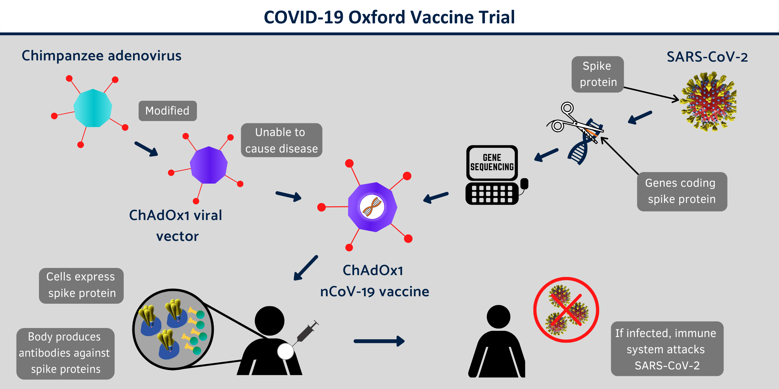 Schéma vývoje vakcíny ChAdOx1 nCoV-19. Kredit: Oxford University.